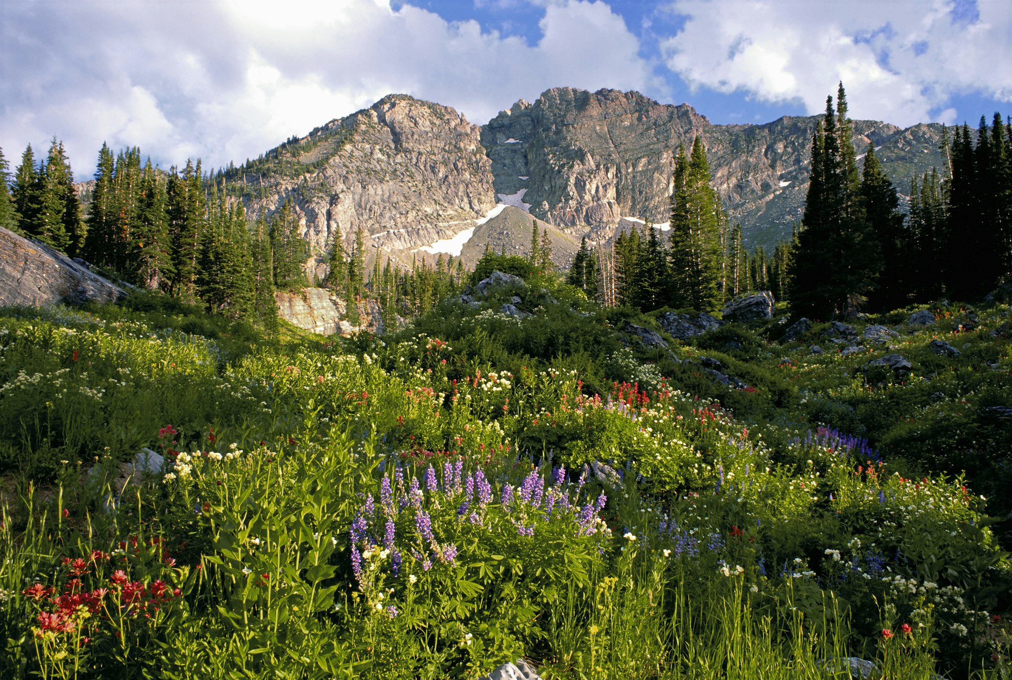 Devil's Castle mountain peak, in the Wasatch mountain range, Wild flowers in tall grass,